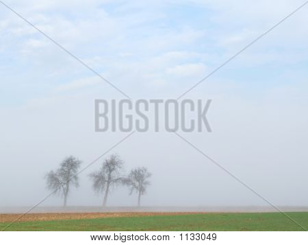Tři stromy v mlze