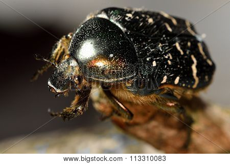 Rose chafer (Cetonia aurata) beetle close-up, with good view of hairs and eye