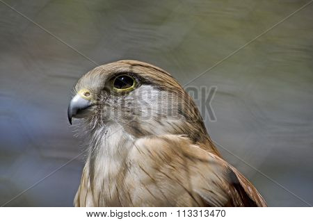 Nankeen Kestrel
