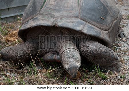 Seaturtle