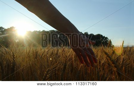 Caressing wheat