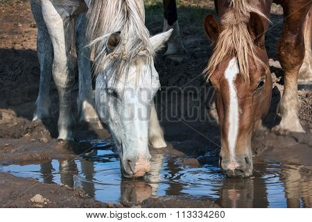 white and brown horses drinks water