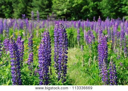 fresh lupine blooming in spring