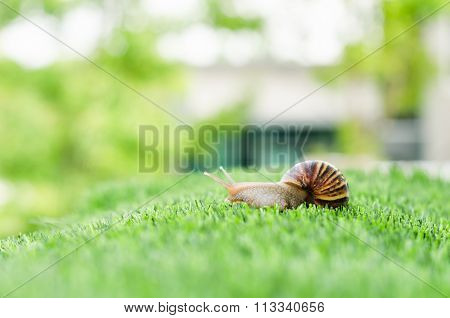 The Journey Of Snail.