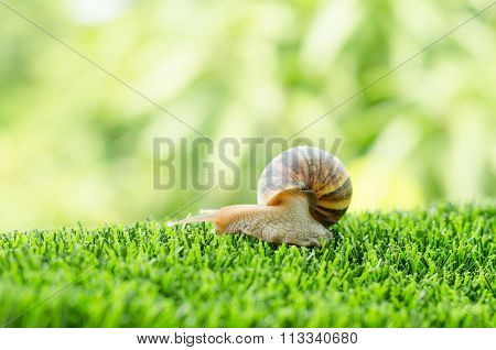 The Journey Of Snail.