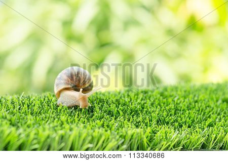 The Journey Of Snail.