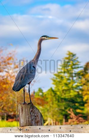 Great Blue Heron