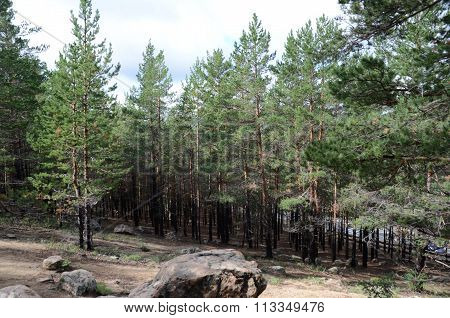 In The Mountain Forest, State National Natural Park 