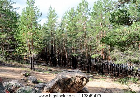 In The Mountain Forest, State National Natural Park 