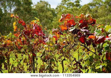 Grape vine close-up red leaves