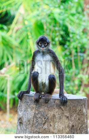 Spider monkey on a tree