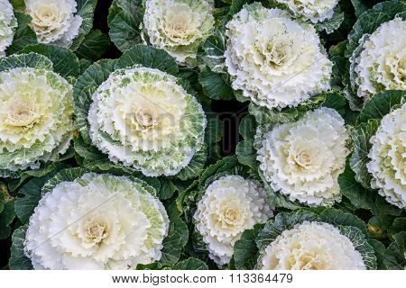 Close Up Of  Cabbage (brassica Oleracea Capitata Group)