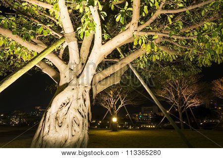 Ficus superba tree