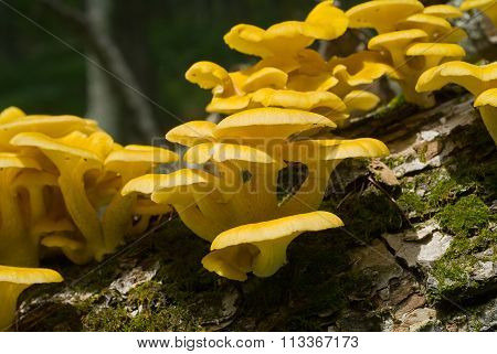 Mushrooms On Tree