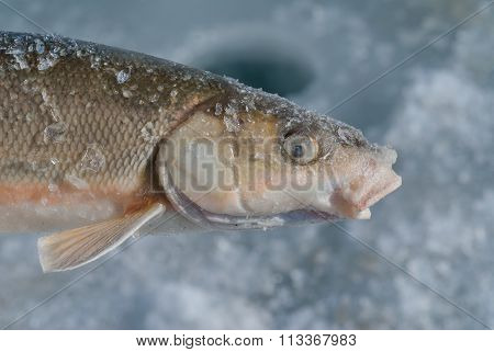 Fish (leuciscus Brandti)