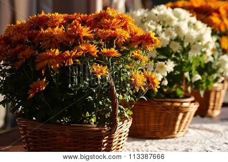 Set Of Orange Chrysanthemum Flowers