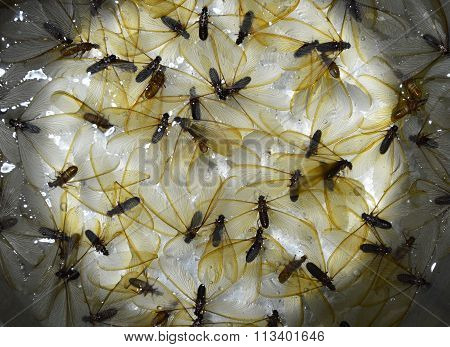 tussock moth drown water in pot