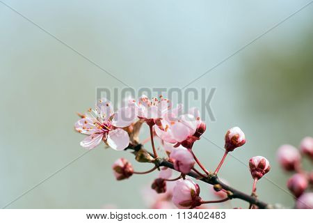 Detail of a branch of almond blossom