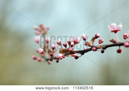 Detail of a branch of almond blossom