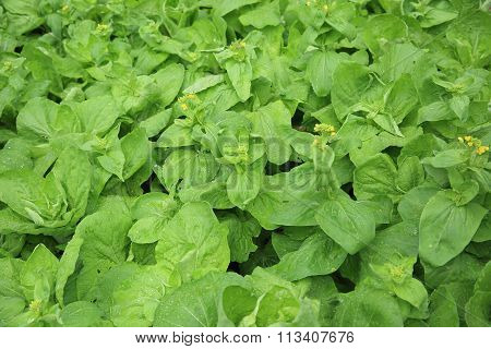 green chinese flowering cabbage crops in growth at garden