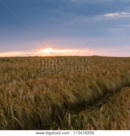 Evening Landscape In Summer