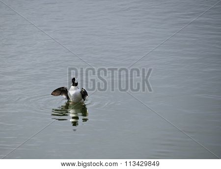 buffle head duck