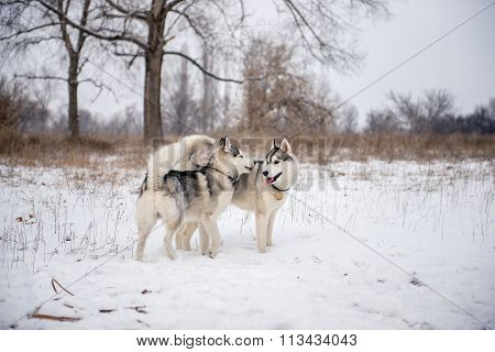 Two siberian husky stands at snow