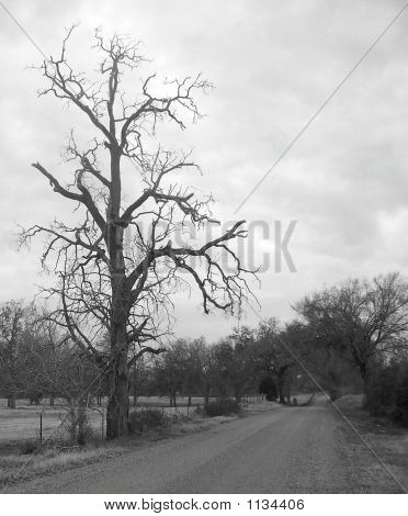 Deadtree