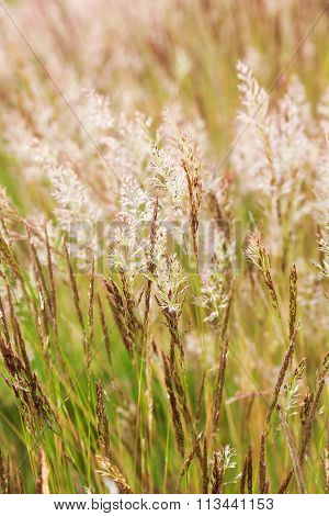 grass in the heath