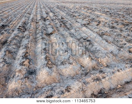 Burnt cultivated field with furrows prepared for next plantation