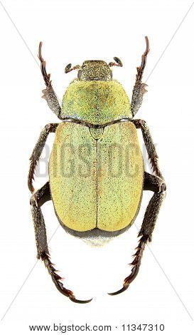 Hoplia Argentea