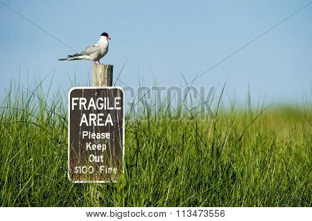Common Tern With Good View