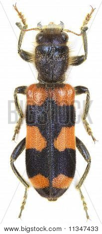 Trichodes Crabroniformis