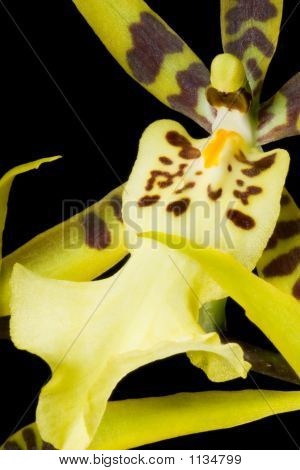 Brassia Orchid på sort