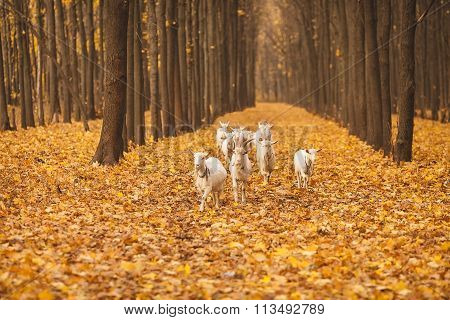 herd of goats in the forest