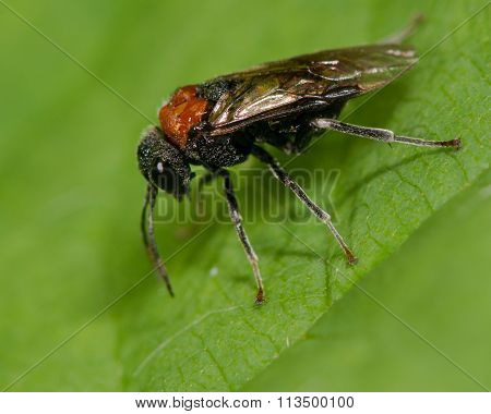 Alder sawfly (Eriocampa ovata) adult