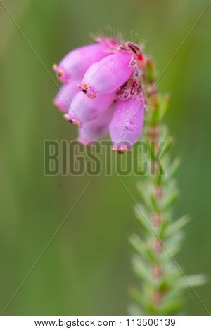 Cross-leaved heath (Erica tetralix)