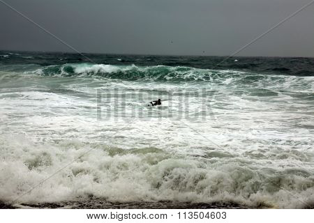 Laguna Beach CA: 1-6-2016, Surfers swim out to Surf the Higher than usual waves in Laguna Beach as the El Nino Storm of 2016 makes landfall and causes flooding and damage around southern California.