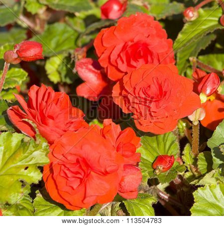 Few flowers of begonia red colour on flower bed.