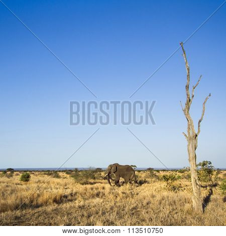African Bush Elephant In Kruger National Park
