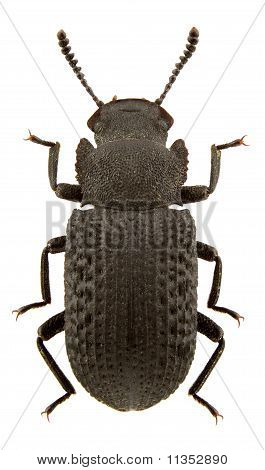 Bolitophagus usiatkowany