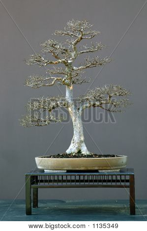chinesische Ulme Bonsai im winter