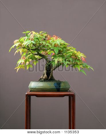 Japansese Maple Bonsai N estate