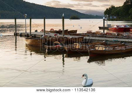 Romantic Dusk Scene Of A Beautiful Mute Swan And Boats Moored In A Pier In Lake  Windermere