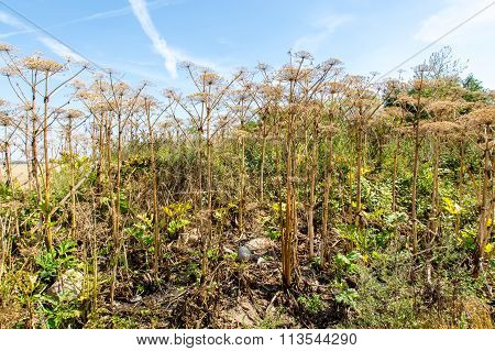 Parsnip Sosnowski Plant
