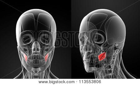 Medical Illustration Of The Buccinator