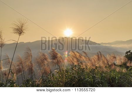 Sun Rise Landscape With Miscanthus At Front