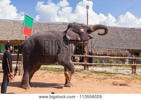Elephant Show In Thailand.