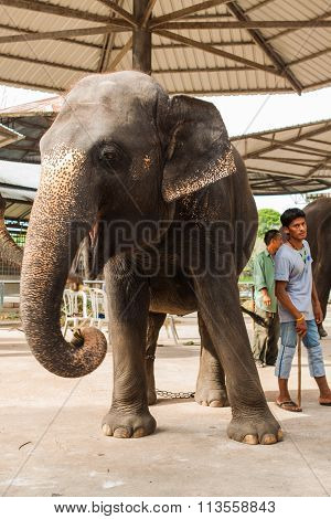 Elephant Show In Thailand.