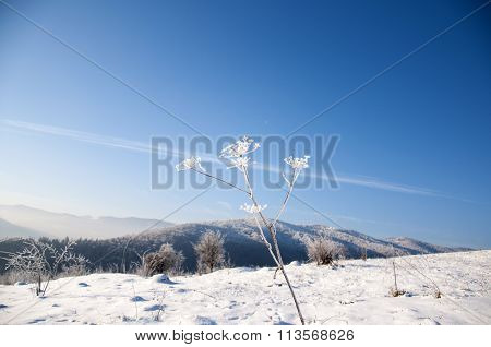 Winter In Mountains, Dill Covered Frost